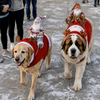 Christmas Dog Costume, Santa Claus Dog Outfit, Christmas Pet Costume, Holiday Dog Gift HA75 919106