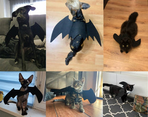 GeckoCustom 2021 New Halloween Pet Dog Cat Bat Wings Costumes Vampire Cosplay Cute Funny Bat Wing Pet Gifts Costume Photo Props Headwear