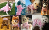 GeckoCustom New Pet Dog Clothes Spring Dog Hoodies Coat Letter Cute Small Dogs Chihuahua Pug Yorkshire Puppy Pet Hoodie Cat Clothing XXL