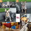 GeckoCustom Winter Warm Pet Dog Clothes Soft Wool Dog Hoodies Outfit For Small Dogs Chihuahua Pug Sweater Clothing Puppy Cat Coat Jacket